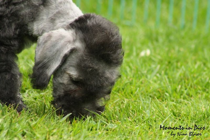 Antares 2009-07-12.JPG